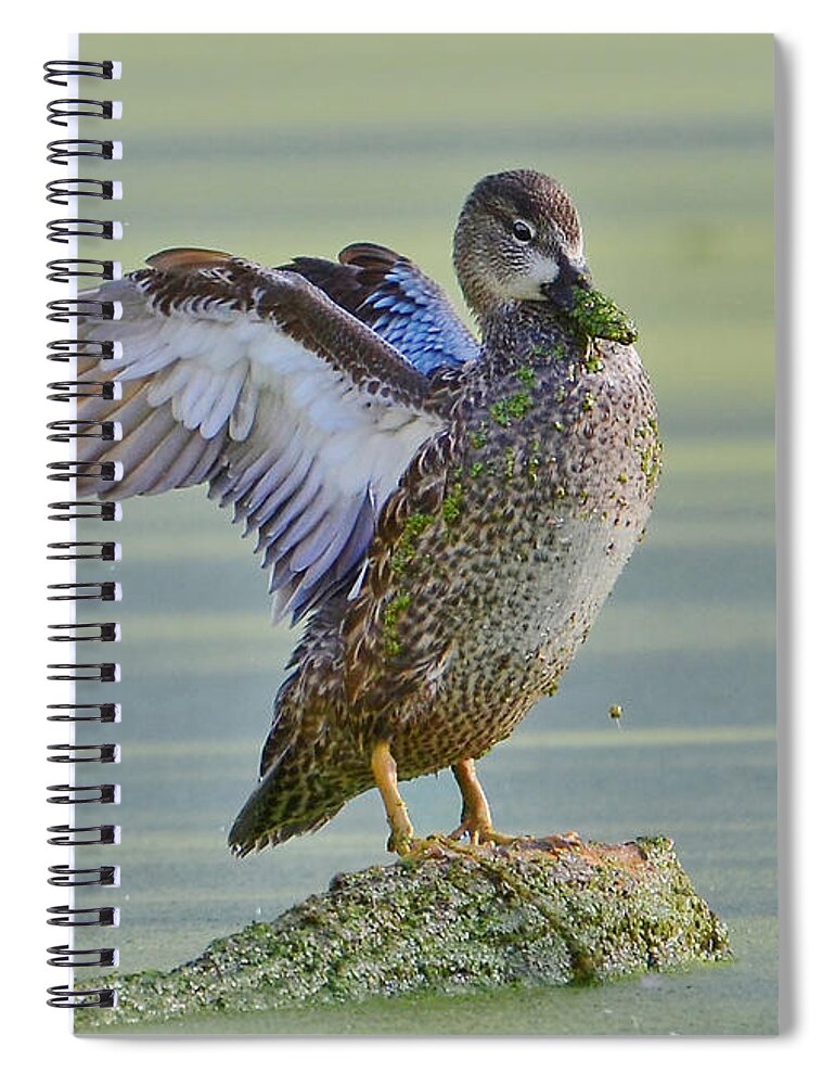 Ducks Spiral Notebook featuring the photograph Spreading Her Wings by Kathy Baccari