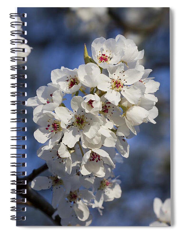 Calleryana Spiral Notebook featuring the photograph Spring Bling Bradford Pear Blossoms by Kathy Clark