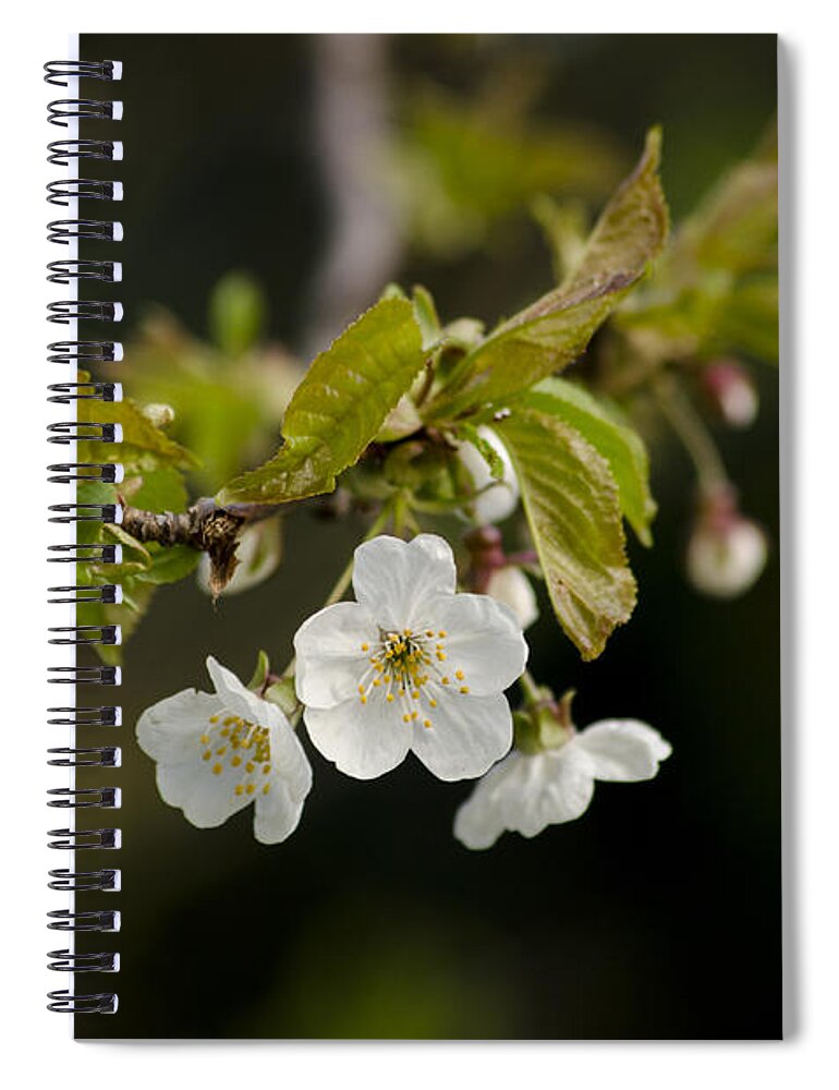 Branch Spiral Notebook featuring the photograph Spring Blossom by Spikey Mouse Photography