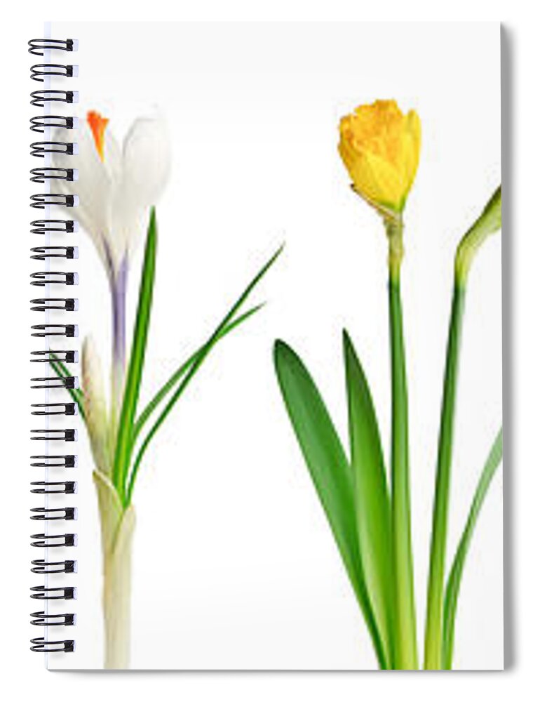 Flowers Spiral Notebook featuring the photograph Spring flowers 1 by Elena Elisseeva