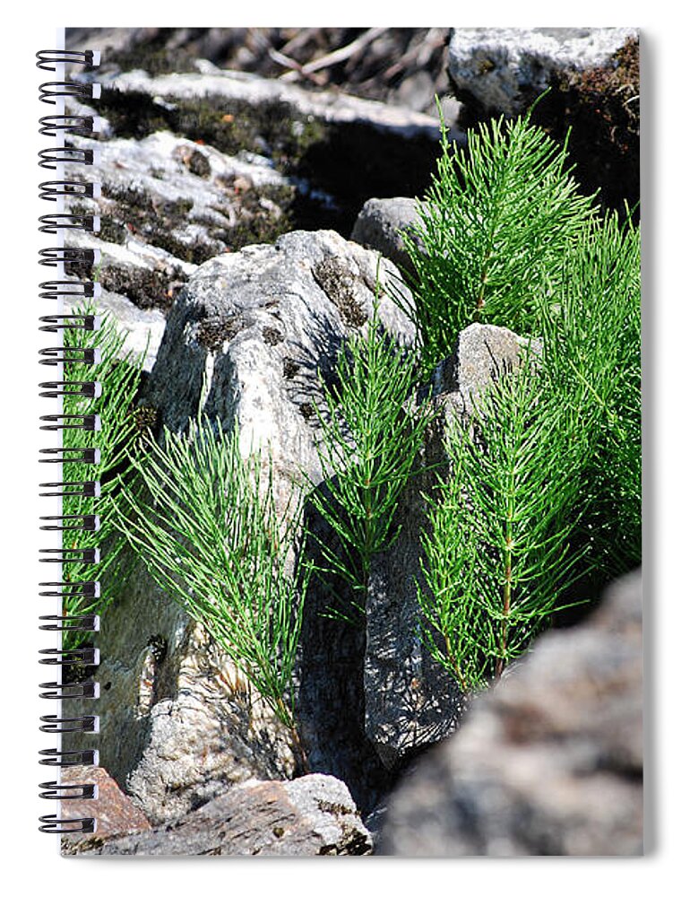 Evergreen Spiral Notebook featuring the photograph Spring Growth by Sharon Elliott