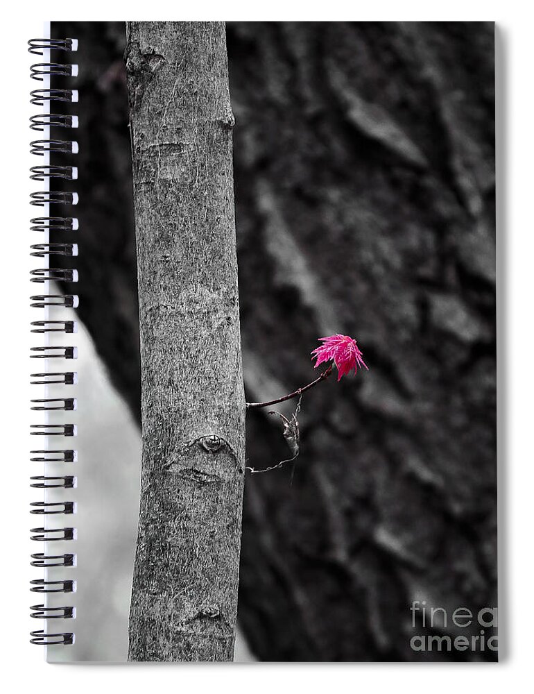 Natural Bridge Spiral Notebook featuring the photograph Spring Maple Growth by Steven Ralser