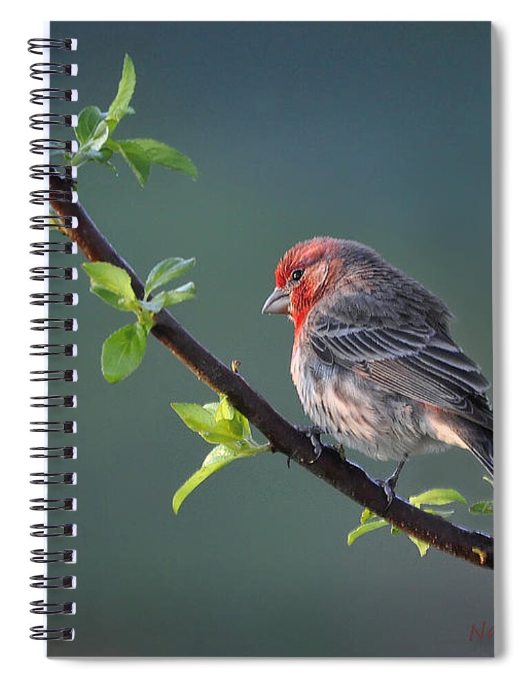 Nature Spiral Notebook featuring the photograph Song Bird In Spring by Nava Thompson
