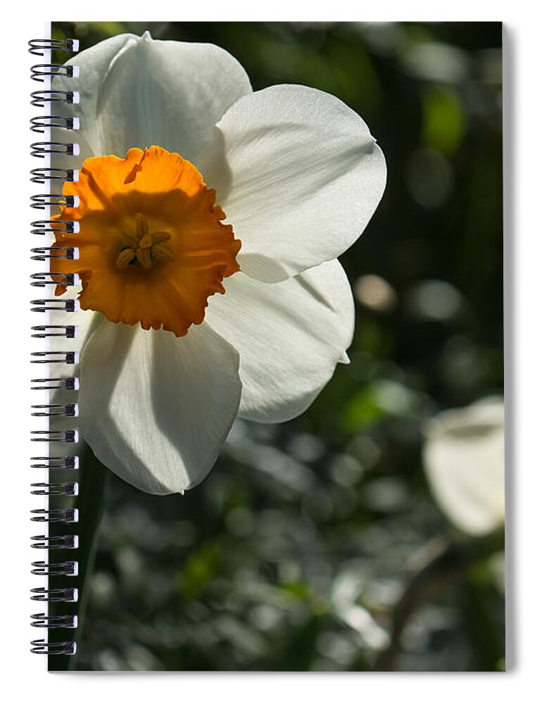 Narcissus Spiral Notebook featuring the photograph Spring Sunshine and Blooms by Georgia Mizuleva