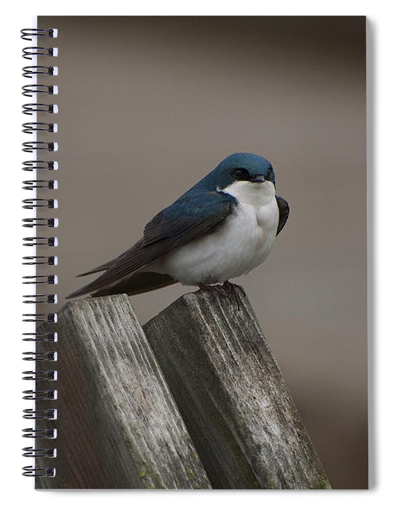 Spring Spiral Notebook featuring the photograph Spring Swallow by Joan Wallner