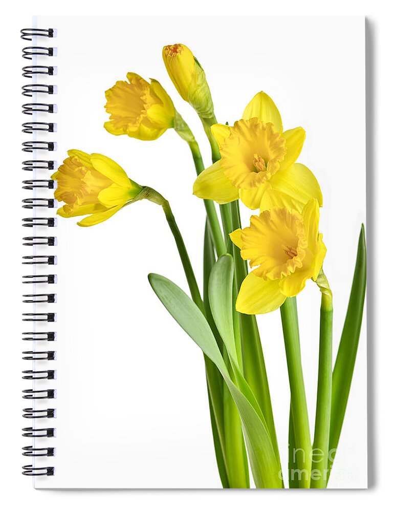 Flowers Spiral Notebook featuring the photograph Spring yellow daffodils by Elena Elisseeva