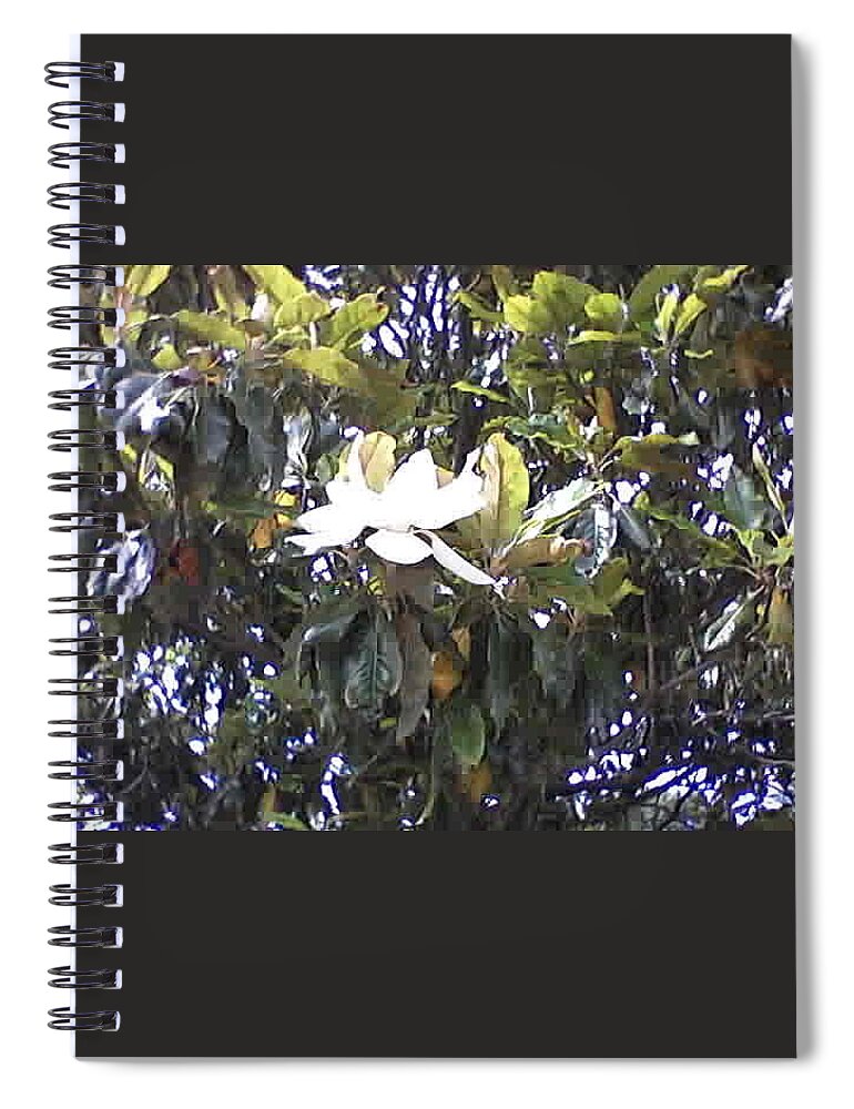Spring Flowers Spiral Notebook featuring the photograph Springtime Magnolia by Suzanne Berthier