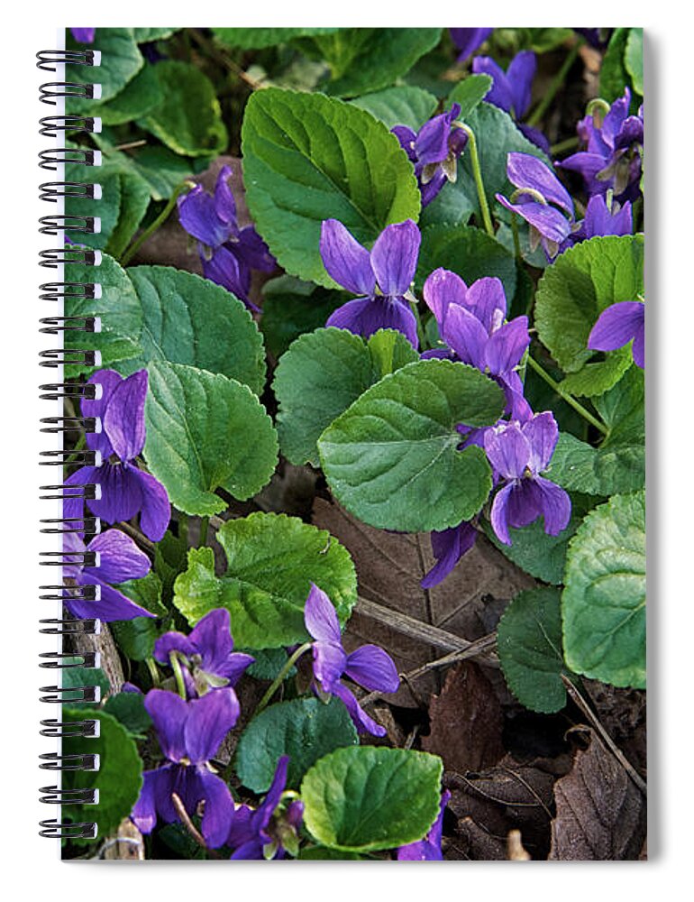 Flower Spiral Notebook featuring the photograph Springtime Violets by Mary Lee Dereske