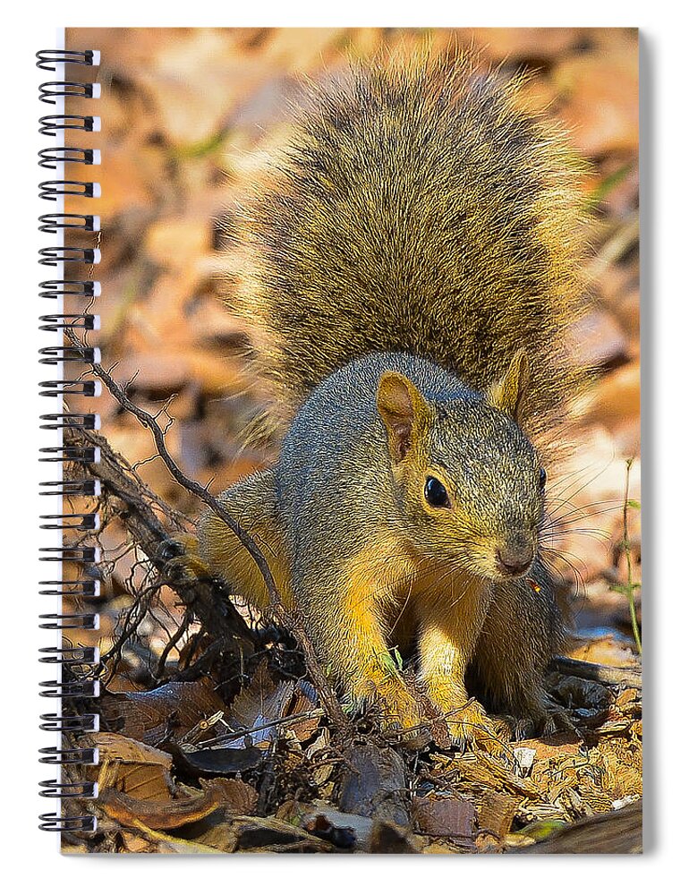 Squirrel Spiral Notebook featuring the photograph Squirrel by John Johnson