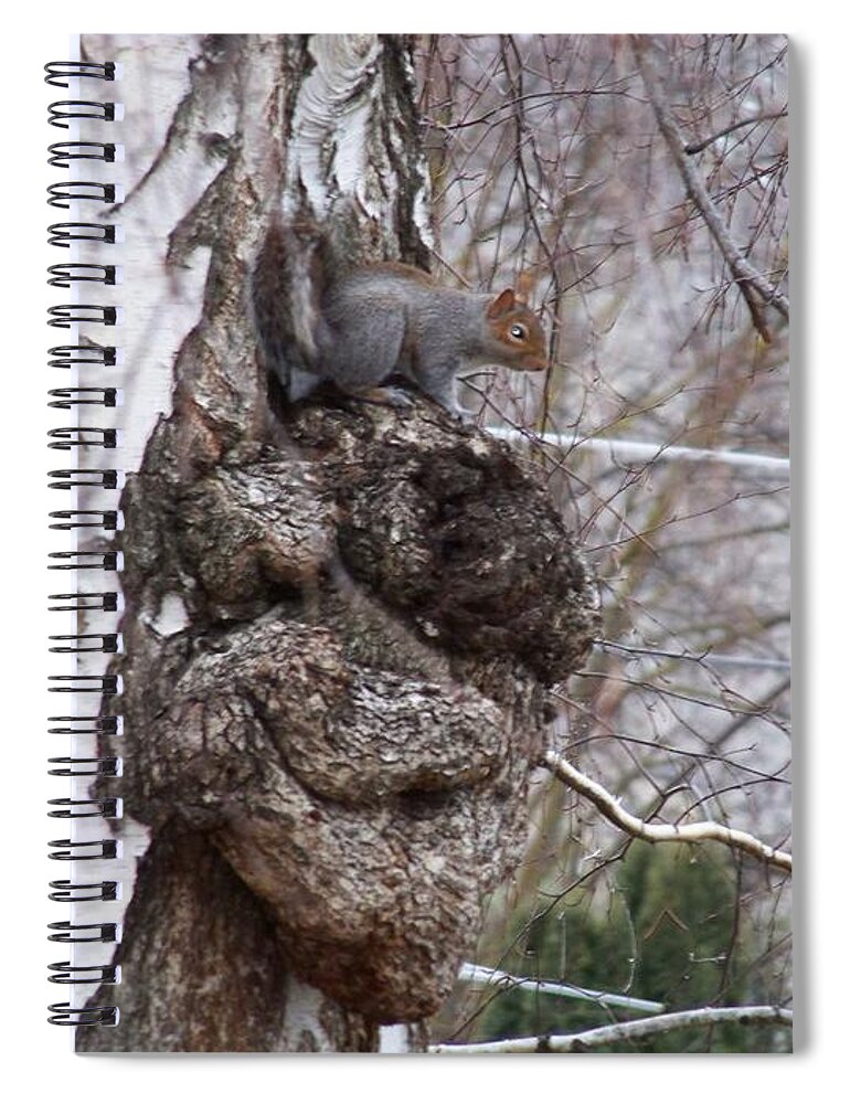 Squirrel Spiral Notebook featuring the photograph Squirrel on a Burl by Charles Robinson