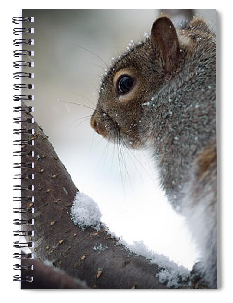 Squirrel Spiral Notebook featuring the photograph Squirrel by Shane Holsclaw