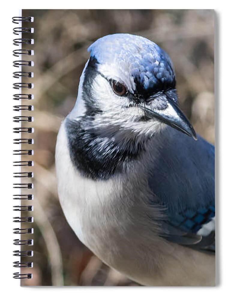 Blue Jays Spiral Notebook featuring the photograph Strike a Pose by Holden The Moment
