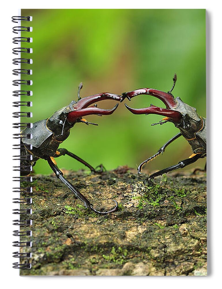 Feb0514 Spiral Notebook featuring the photograph Stag Beetle Fighting Switzerland by Thomas Marent