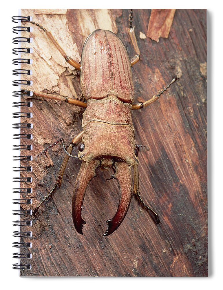 Feb0514 Spiral Notebook featuring the photograph Stag Beetle Sarawak Borneo by Mark Moffett