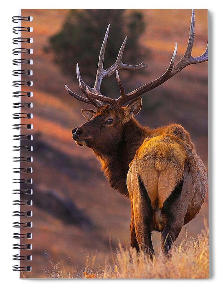 Animal Spiral Notebook featuring the photograph Stand Alone by Kadek Susanto