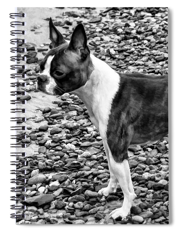 Standing Proud Spiral Notebook featuring the photograph Standing Proud - Boston Terrier by Jordan Blackstone