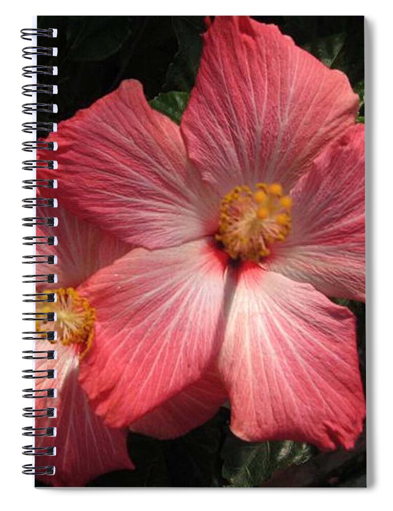 Star Flower Spiral Notebook featuring the photograph Star flower by Barbara A Griffin