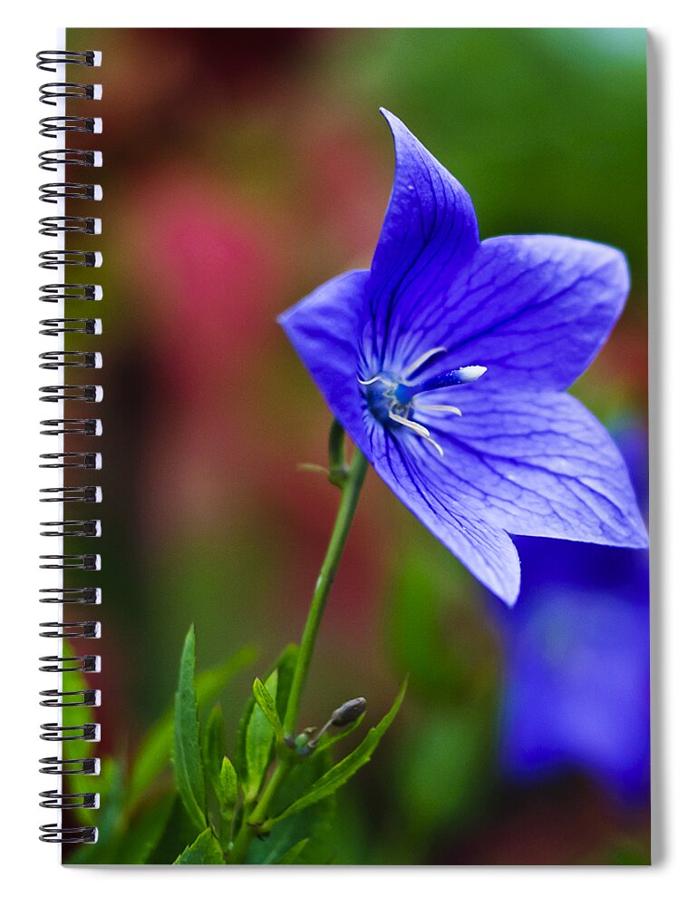 Blossom Spiral Notebook featuring the photograph Star of Blue by Christi Kraft