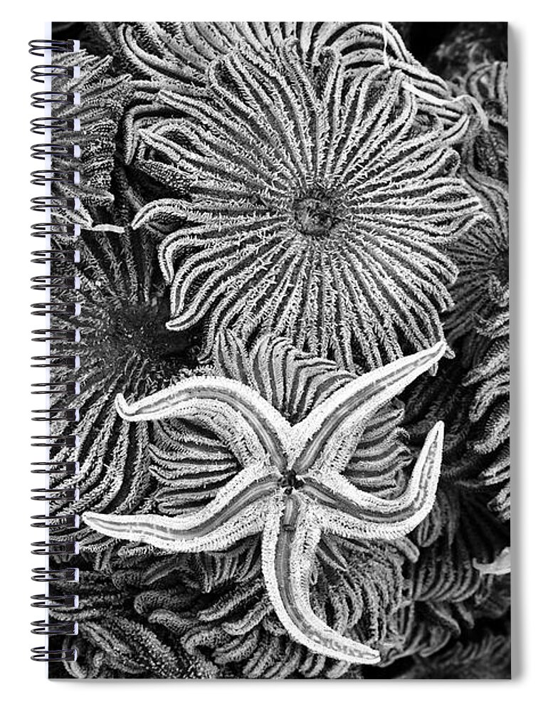 Starfish Spiral Notebook featuring the photograph Starfish 3 by James Brunker