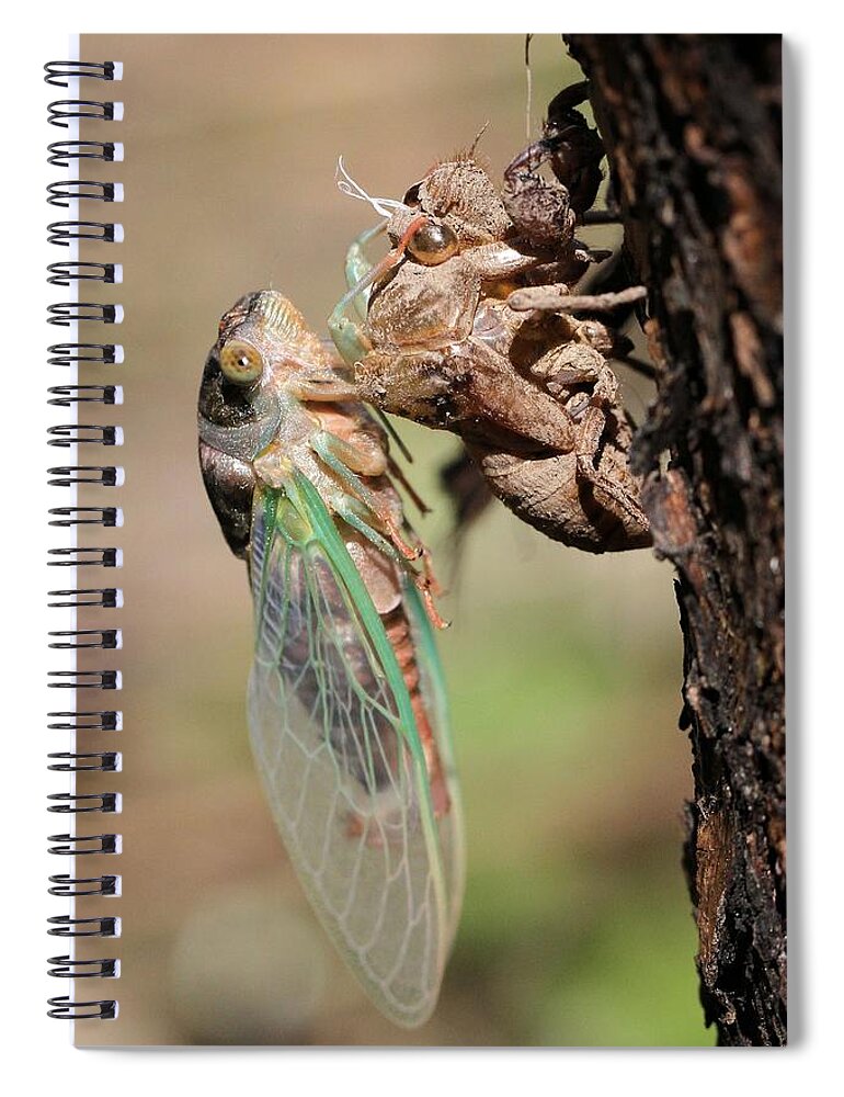 Cicada Spiral Notebook featuring the photograph Start of a new life by Doris Potter