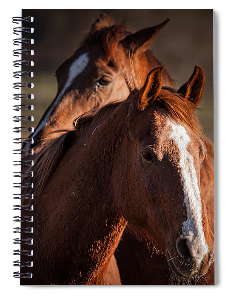 Horses Spiral Notebook featuring the photograph Stay Close by Ana V Ramirez