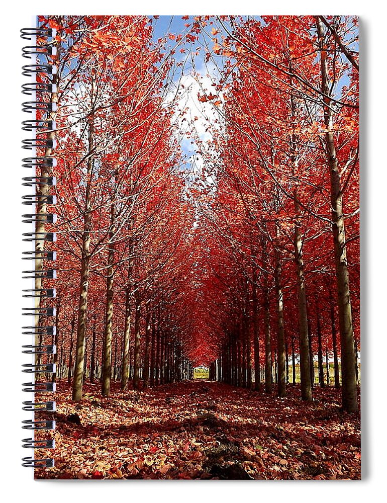 Autumn Spiral Notebook featuring the photograph Stay by Viviana Nadowski