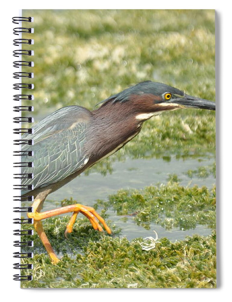 Green Spiral Notebook featuring the photograph Still Looking by Frank Madia