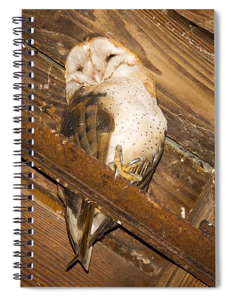 Owl Spiral Notebook featuring the photograph Stop bothering me by Jean Noren