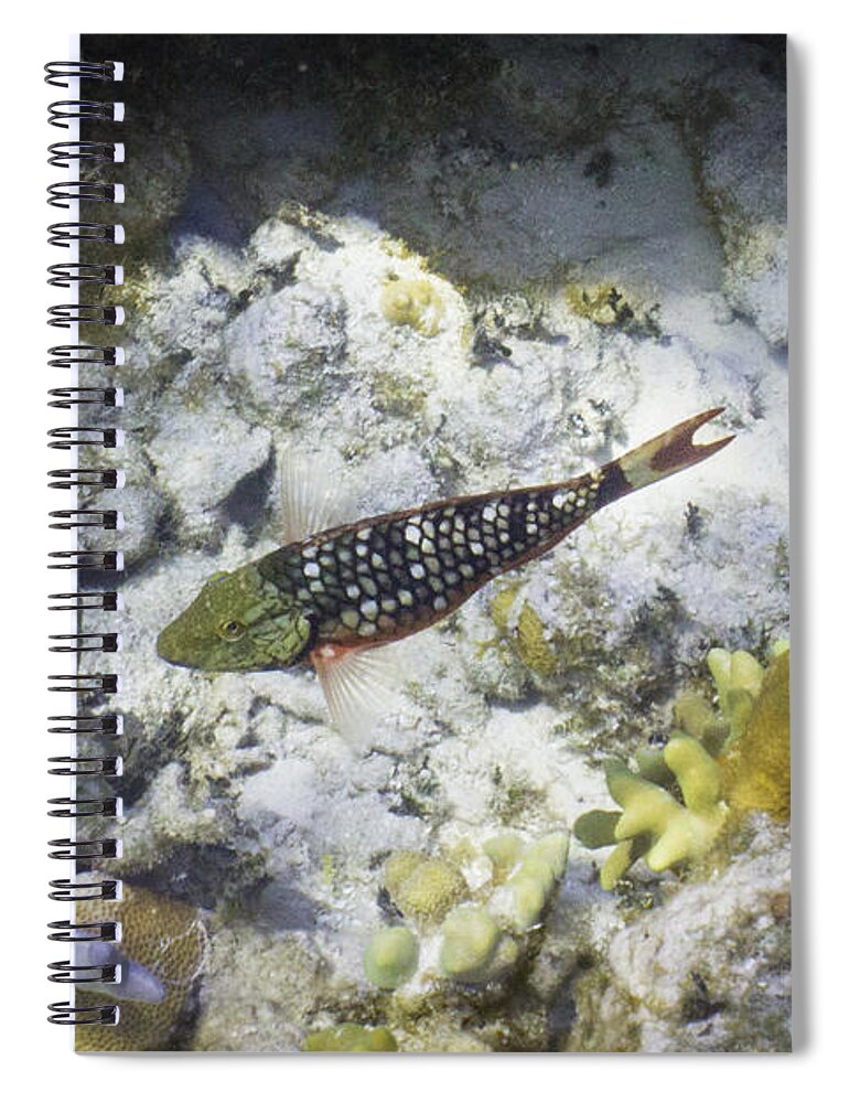 Fish Spiral Notebook featuring the photograph Stop Look and Listen by Lynne Browne