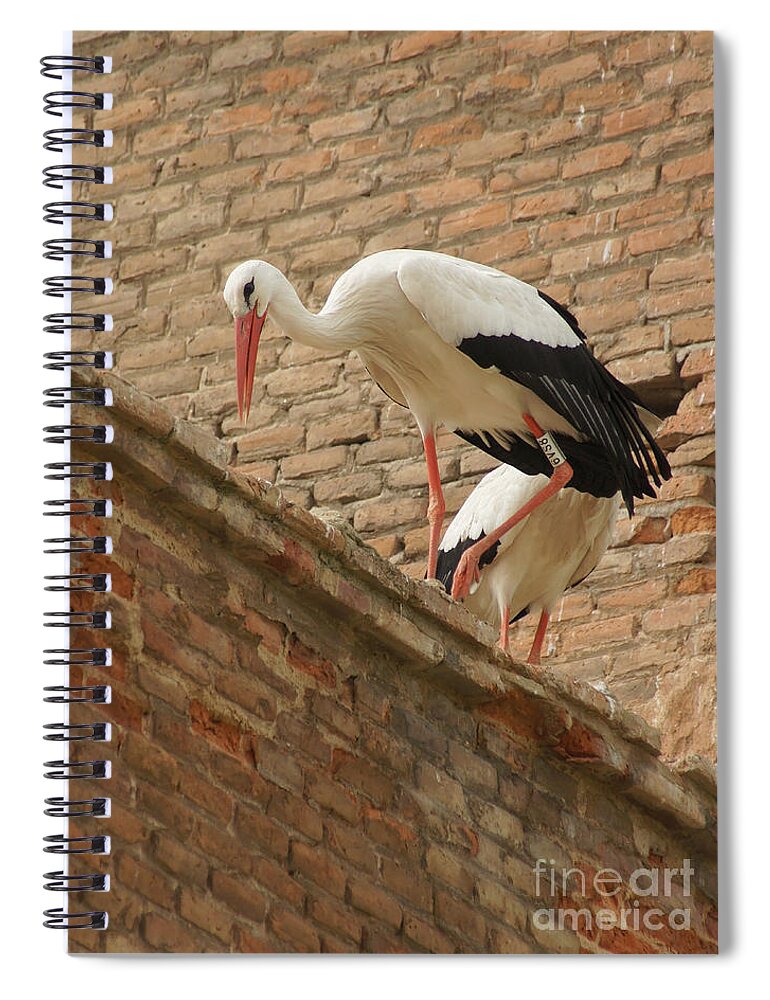 Europe Spiral Notebook featuring the photograph storks in Alcala de Henares 5 by Rudi Prott