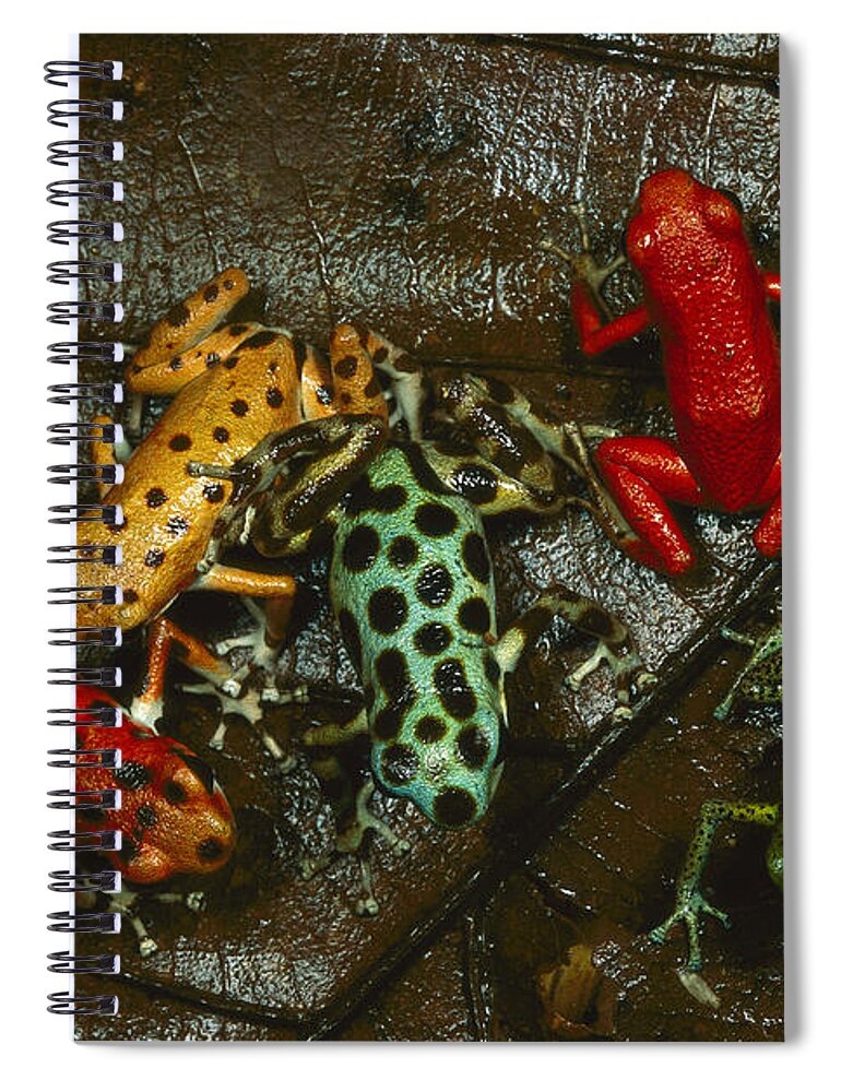 Feb0514 Spiral Notebook featuring the photograph Strawberry Poison Dart Frog Colors by Mark Moffett