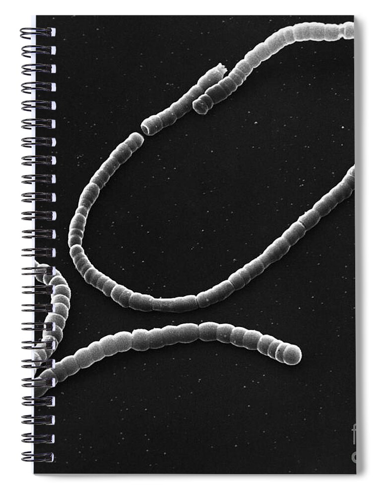 Gram-positive Bacteria Spiral Notebook featuring the photograph Streptococci, Sem by David M. Phillips