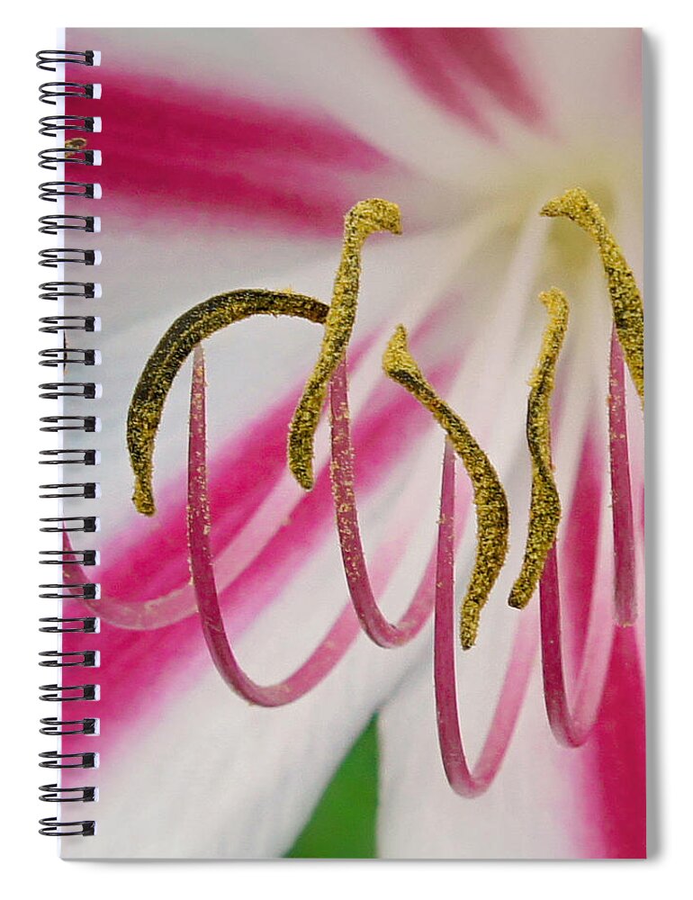 Crinium Lily Spiral Notebook featuring the photograph Striped Crinium Squared by TK Goforth