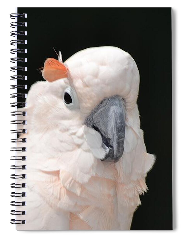 Feather Spiral Notebook featuring the photograph Stuck a Feather in my Cap by Tara Potts