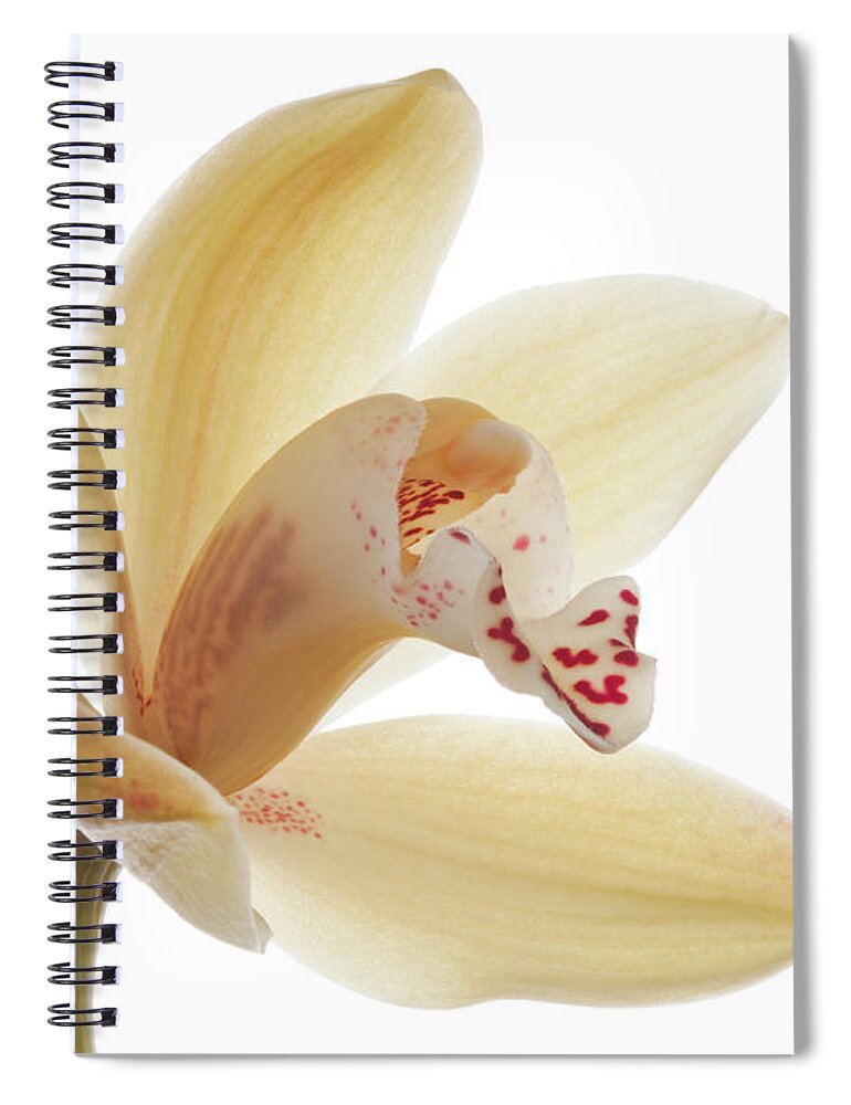 White Background Spiral Notebook featuring the photograph Studio Shot Of Single Bloom Of by Margaret Rowe