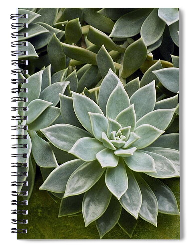 Succulent Spiral Notebook featuring the photograph Succulent Rose in moss green pot by Lehua Pekelo-Stearns