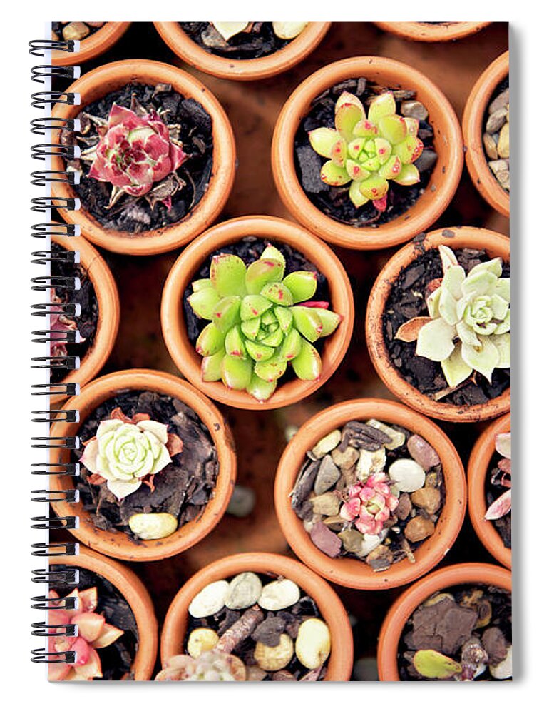 In A Row Spiral Notebook featuring the photograph Succulents In Clay Pots by Sharon Lapkin