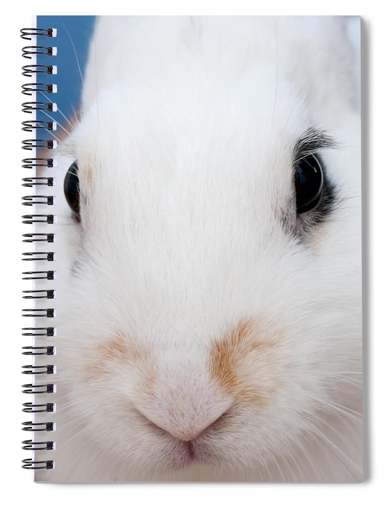 White Spiral Notebook featuring the photograph sugar the easter bunny 1 -A curious and cute white rabbit close up by Pedro Cardona Llambias