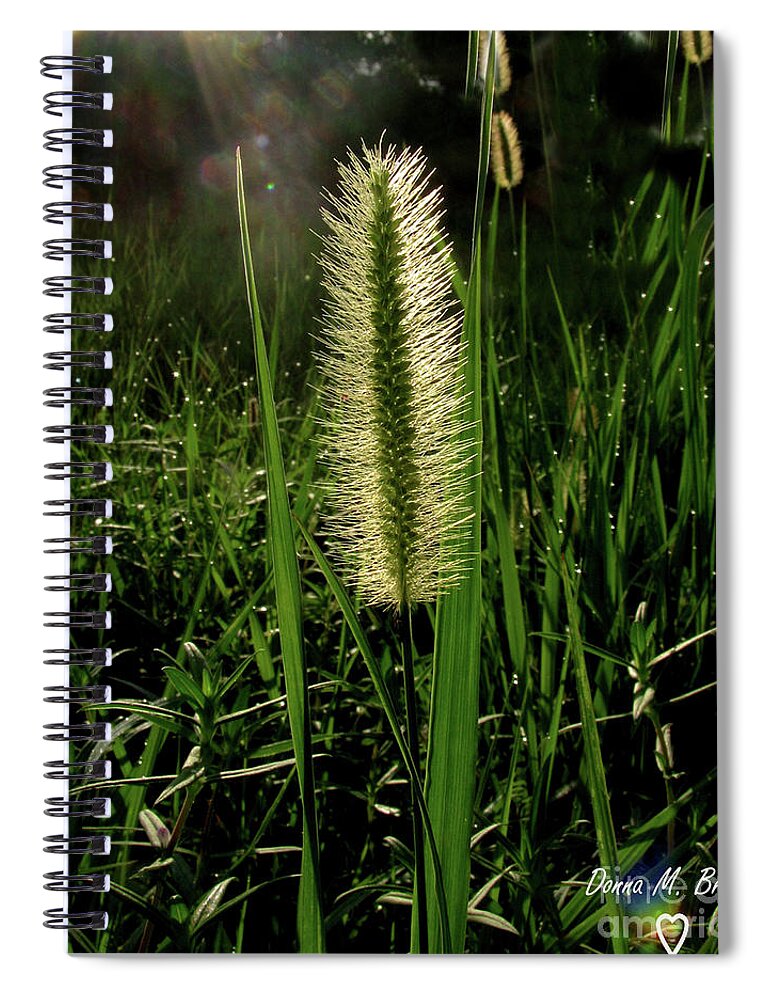 Grass Spiral Notebook featuring the photograph Sun-lite Grass Seed by Donna Brown