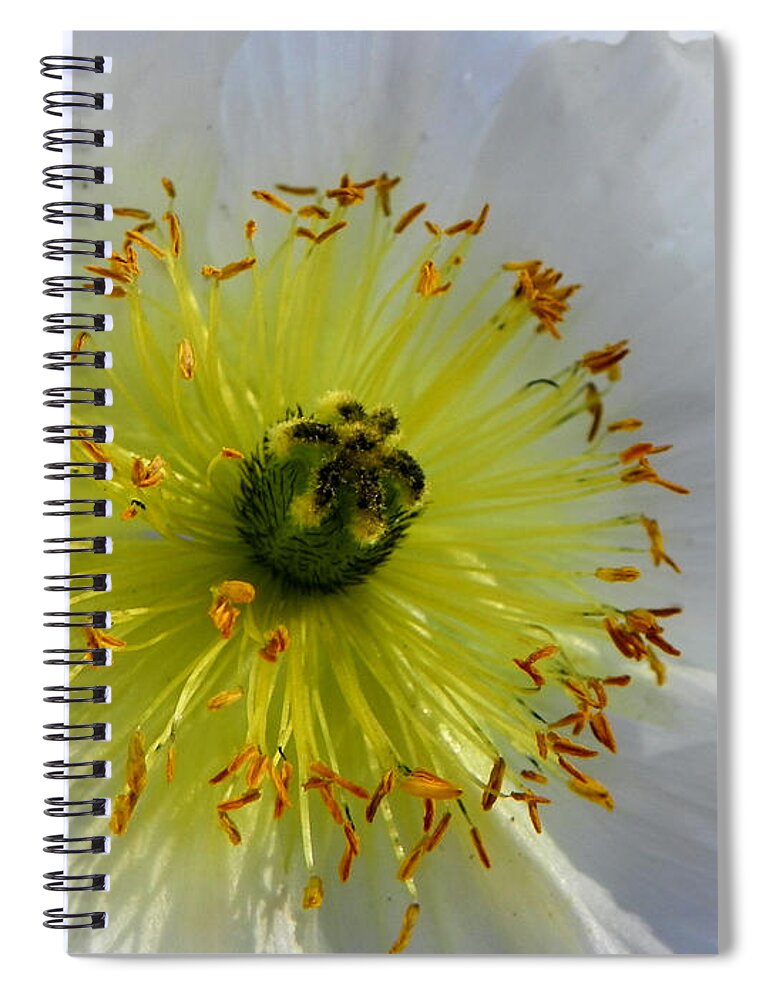 Flower Spiral Notebook featuring the photograph Sunburst by Deb Halloran