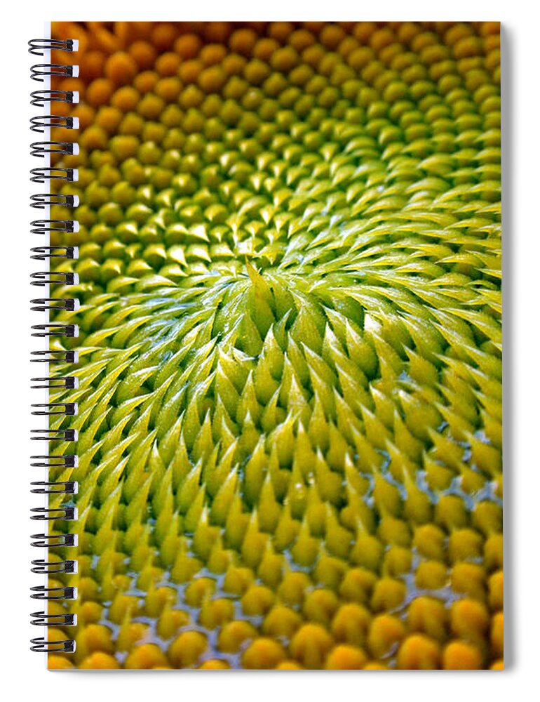 Sunflower Spiral Notebook featuring the photograph Sunflower by Christina Rollo