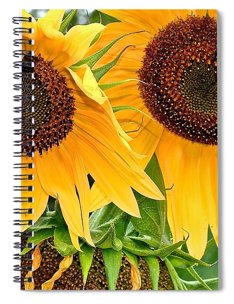 Close Spiral Notebook featuring the photograph Sunflower Close Up by Frozen in Time Fine Art Photography