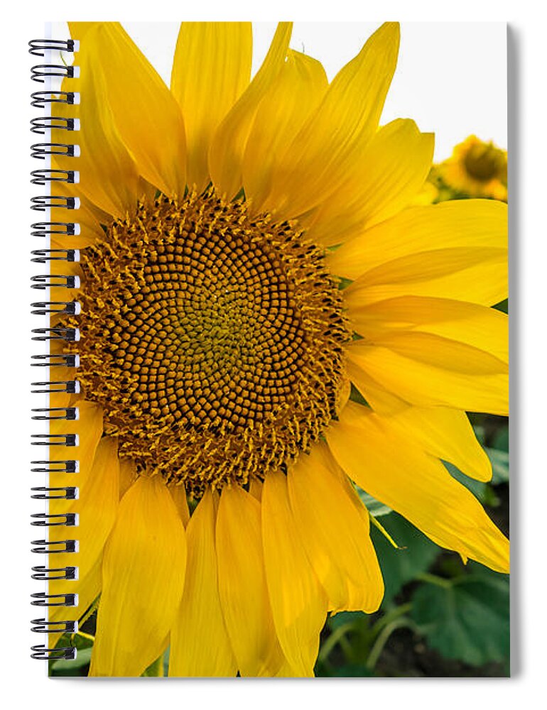 Blooming Spiral Notebook featuring the photograph Fibonacci in Full Bloom by Melinda Ledsome