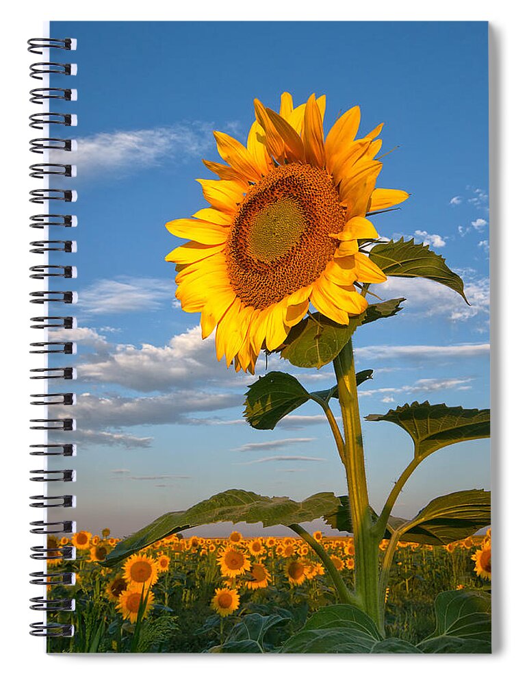 Sunflower Spiral Notebook featuring the photograph Sunflower by Ronda Kimbrow