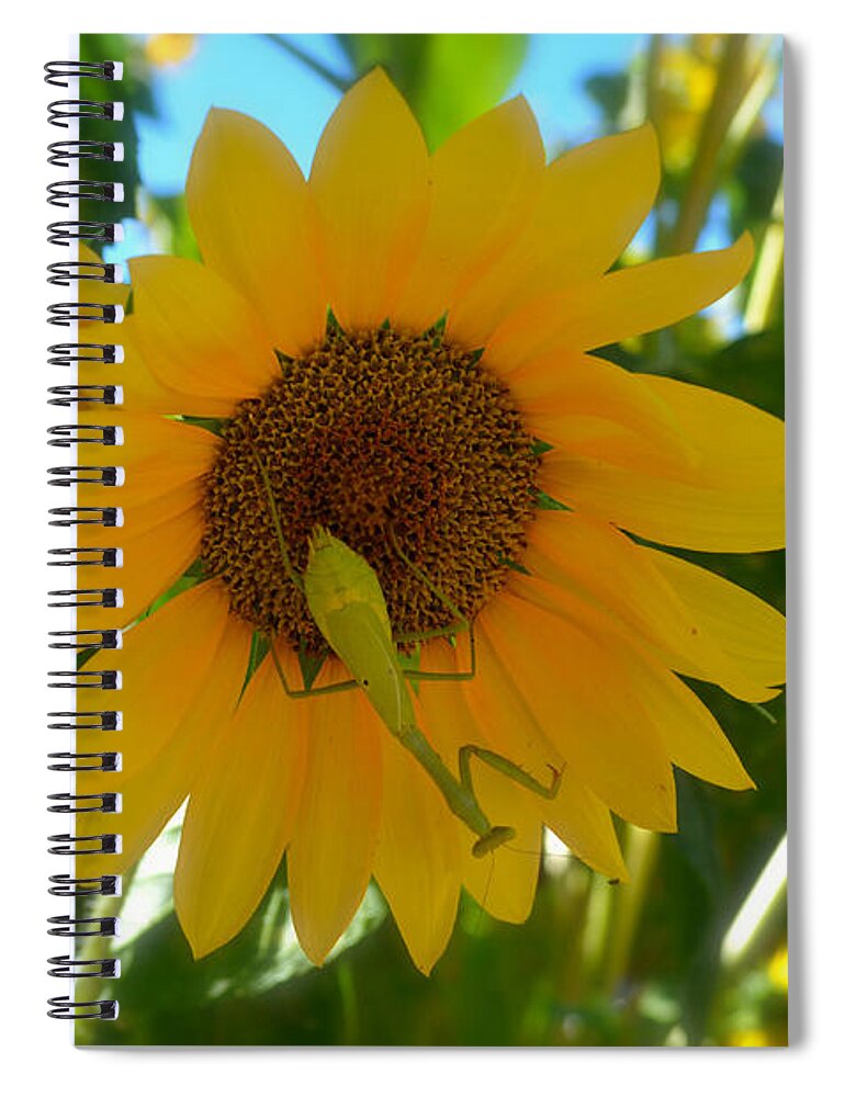 Sunflower With Upside Down Visitor Spiral Notebook featuring the photograph Sunflower With Upside Down Visitor by Luther Fine Art
