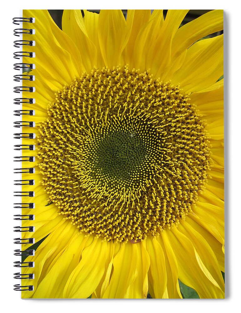 Daisy Spiral Notebook featuring the photograph Sunflower's cluster by Rosita Larsson