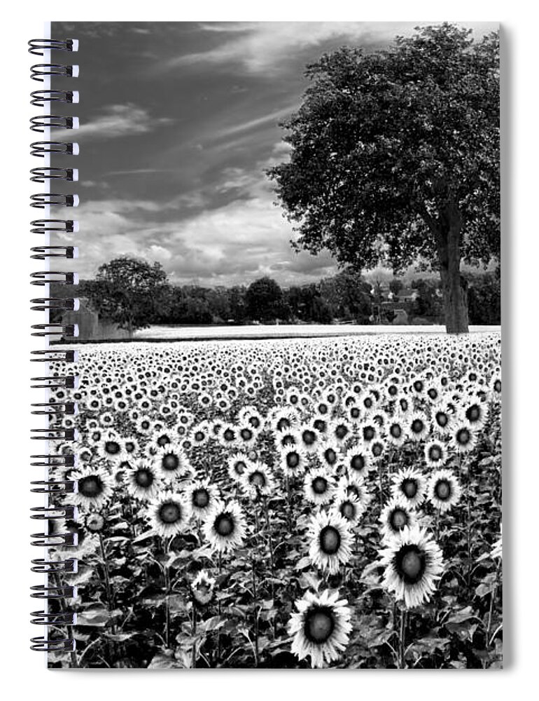 American Spiral Notebook featuring the photograph Sunflowers in Black and White by Debra and Dave Vanderlaan