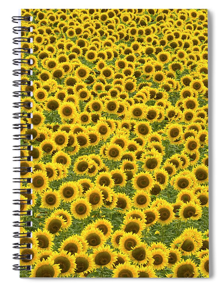 00345435 Spiral Notebook featuring the photograph Sunflowers Kansas by Yva Momatiuk John Eastcott