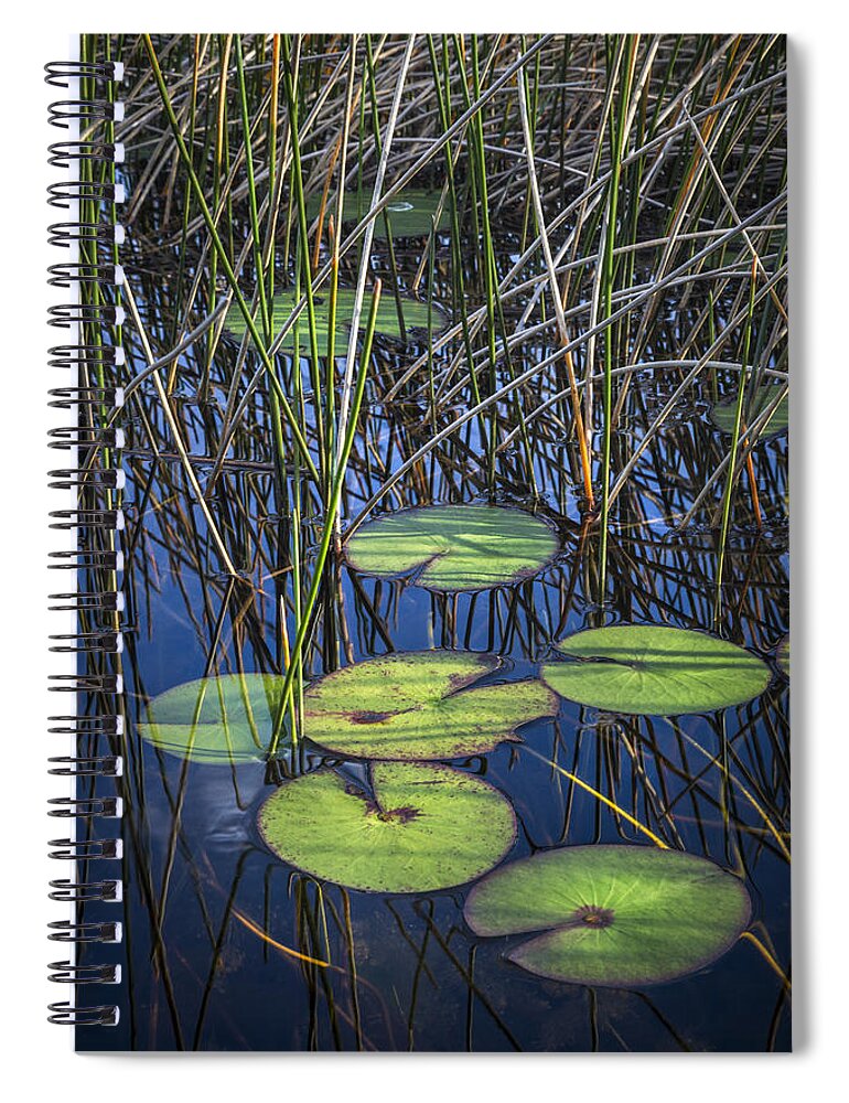 Clouds Spiral Notebook featuring the photograph Sunlight on the LilyPads by Debra and Dave Vanderlaan