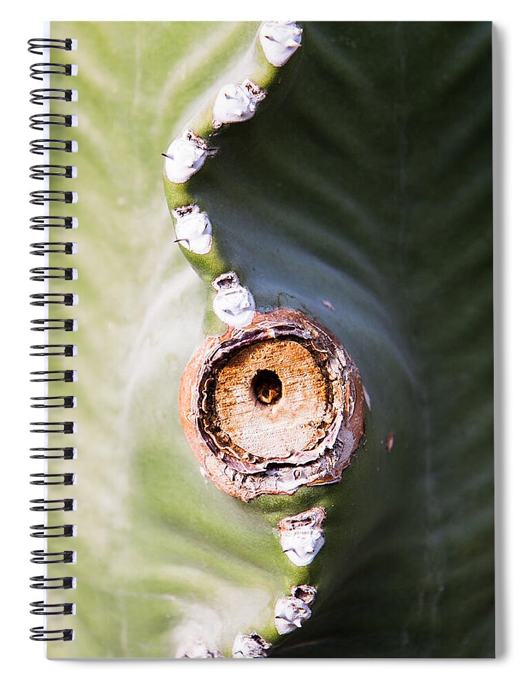 Botanical Spiral Notebook featuring the photograph Sunlight Split on Cactus Knot by John Wadleigh
